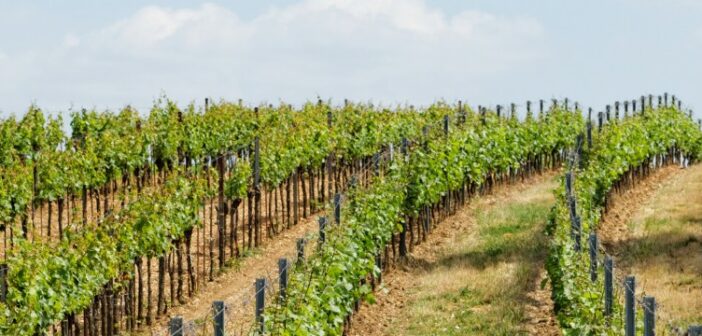 Weingut Saaler (Saulheim) als einer der Sieger