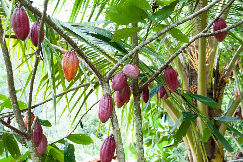 Rohkakao besteht nur aus den Samen des Kakaobaums und kommt ohne einen Zusatz von (raffiniertem) Zucker aus, wohingegen herkömmlichem Kakaopulver weitere Bestandteile zugemischt werden. (#01)