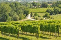 Verdicchio dei Castelli di Jesi Classico: Die Rebsorten, die Eigenschaften und warum Du ihn unbedingt probieren solltest ( Foto: Adobe Stock - lamio )