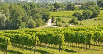 Verdicchio dei Castelli di Jesi Classico: Die Rebsorten, die Eigenschaften und warum Du ihn unbedingt probieren solltest ( Foto: Adobe Stock - lamio )