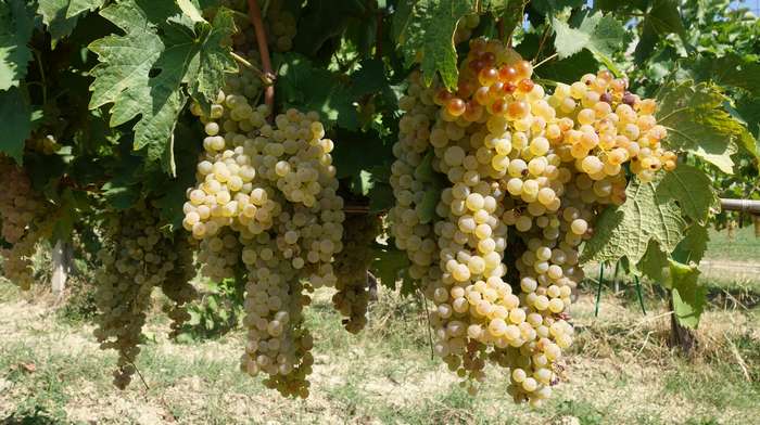 Die Böden der Marche sind reich an Mineralstoffen, die auch dem Wein zugutekommen. ( Foto: Adobe Stock - MatiasOscar )