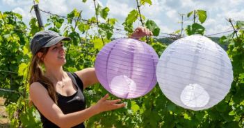 Weinliebhaber aufgepasst: Die Weinsüden Pop-ups bieten Genuss (Foto: TMBW. Udo Bernhart)