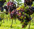 Weinjahrgang 2023: Eine Herausforderung, aber auch ein (Foto: AdobeStock - barmalini 645502165)