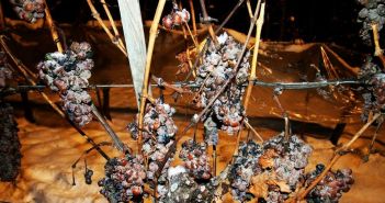 Erfolgreiche Eisweinlese in deutschen Weinanbaugebieten trotz kalter (Foto: AdobeStock - Reiner 292112466)